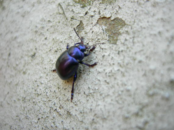 Chrysolina sturmi